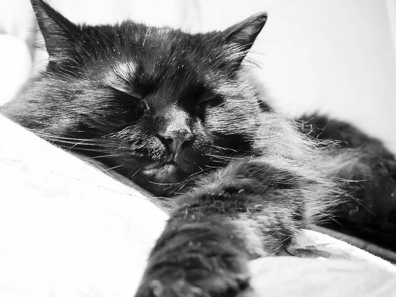 helpful-links-grayslake-animal-hospital