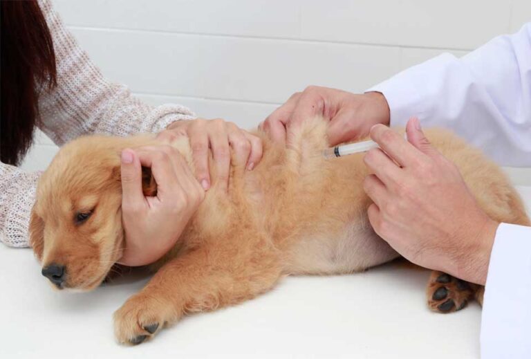 Veterinarian in Grayslake, IL Grayslake Animal Hospital