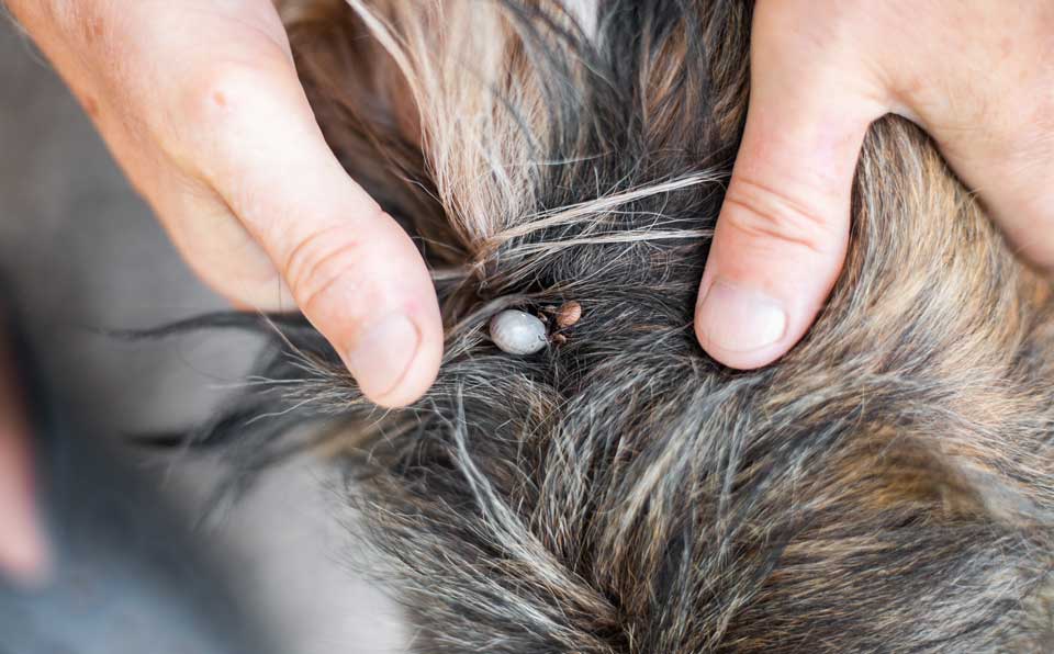 External Parasites Grayslake Animal Hospital