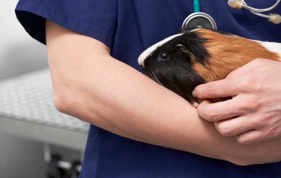 FAQs Grayslake Animal Hospital
