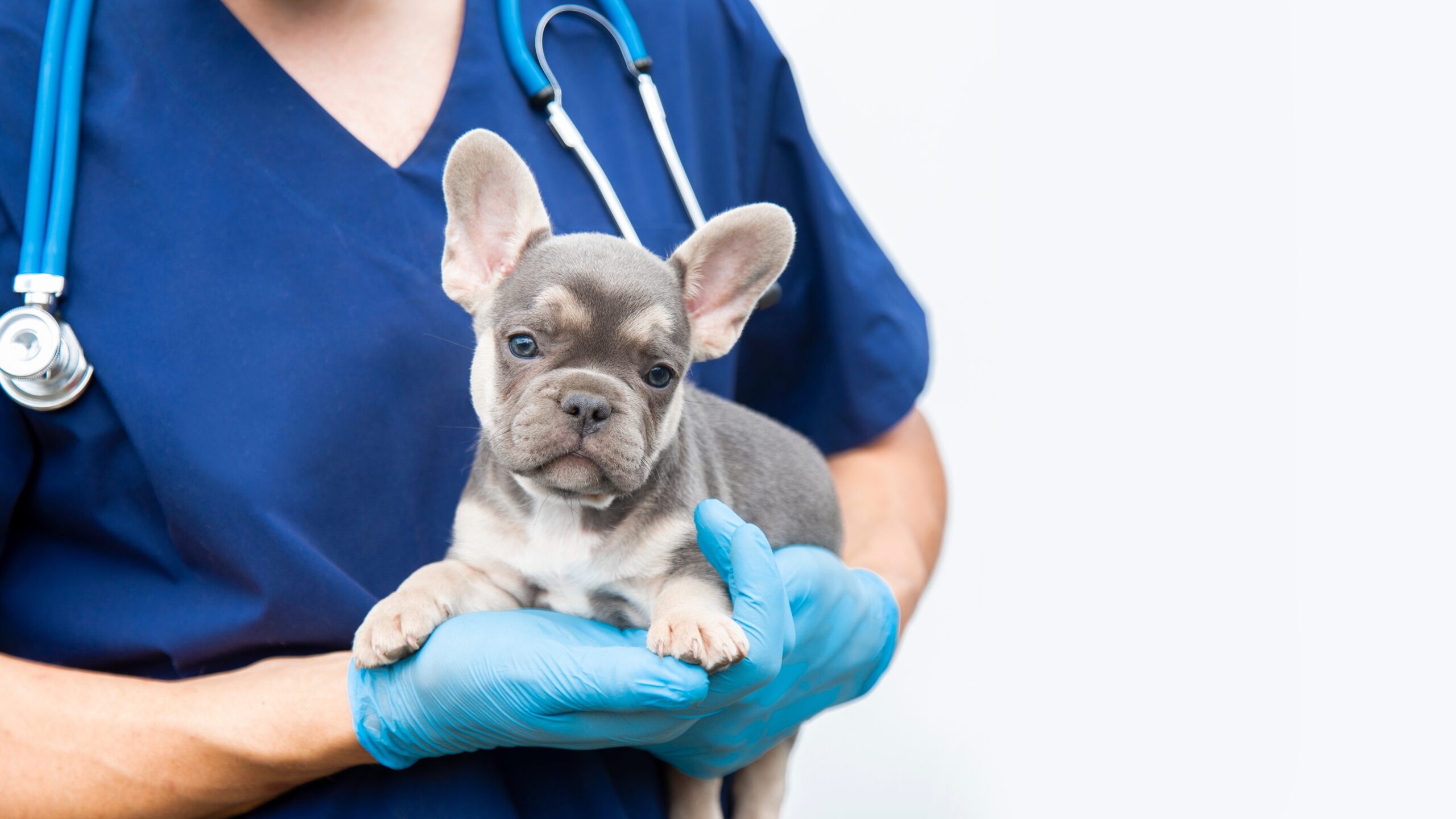 Diagnostic Care Grayslake Animal Hospital