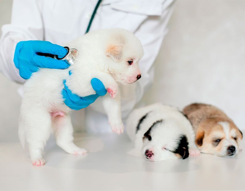 Services Grayslake Animal Hospital